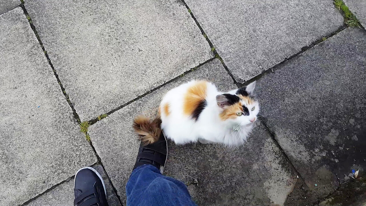 This kitten was waiting for the postman for a treat