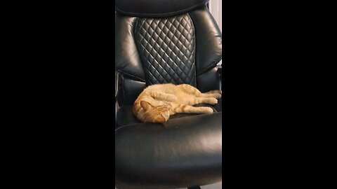 cat 23 orange cat in a office chair