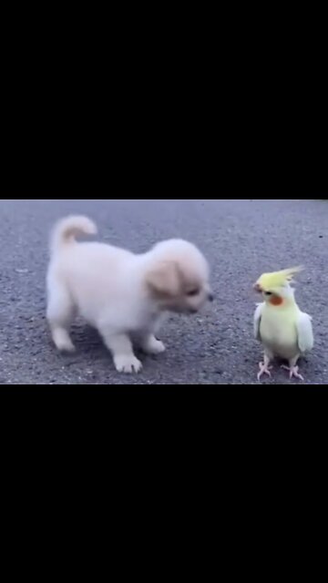 Cute and funny dog videos|dog videos|cute animals|Susan bro |#dogs |#shorts