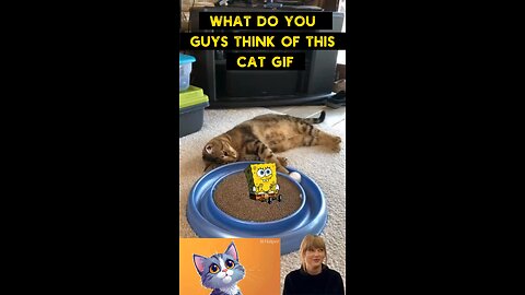 Cute Cat Gif