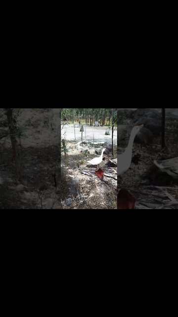 The baby geese are out walking around 7 October 2022