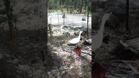 The baby geese are out walking around 7 October 2022