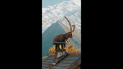 wild animal #wildlife # outdoor # alone # sceneray #hilly area