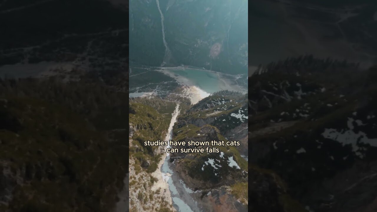 The Chronicles of Cats.