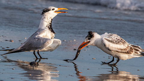 Royal Tern Surprises Its Fledge with A Squid