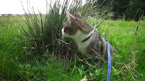 Cat on the Lawn, in the Grass