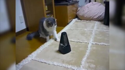 ТОП КОТ Смешные видео про котов | TOP CAT Funny videos about cats