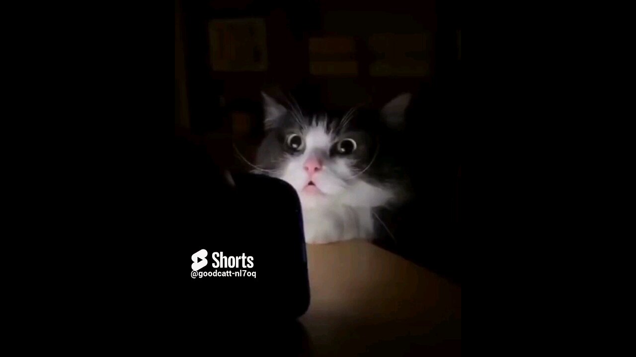 funny cat & dog video ππΊππΆ