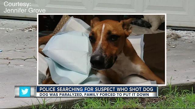 Family dog shot in the neck after slipping through chain-link fence