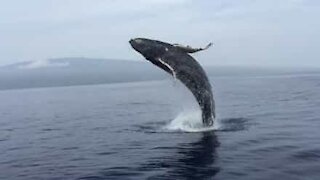 Cette baleine se donne en spectacle devant des touristes