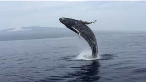 Cette baleine se donne en spectacle devant des touristes