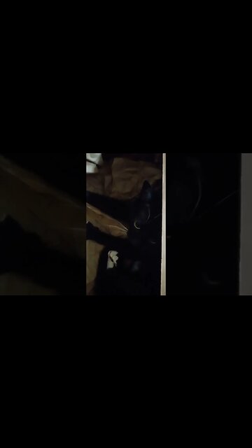 kitty gets new box #kitty #kittycat #shortsvideo #shortsfeed #cutekitty #cat #youtubeshorts #cutecat