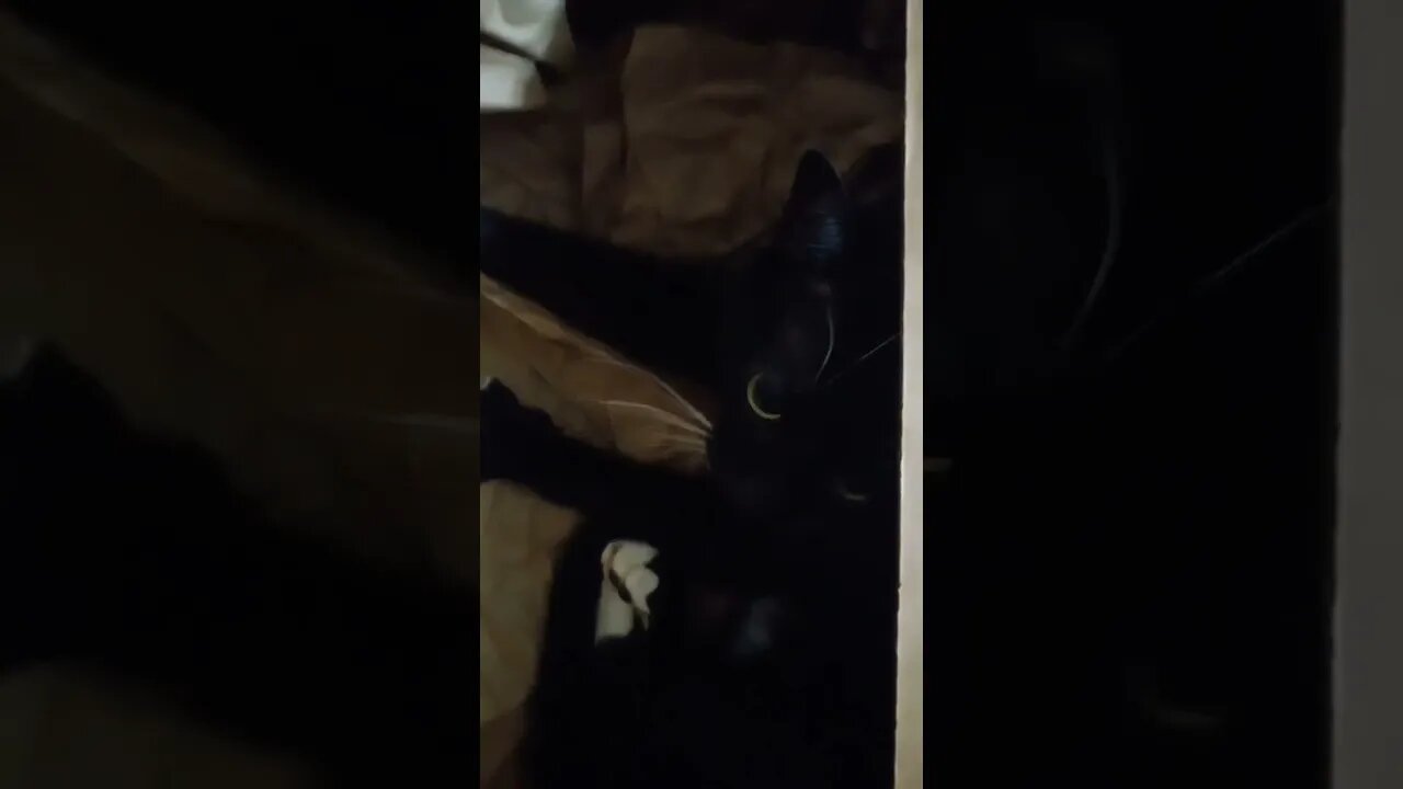 kitty gets new box #kitty #kittycat #shortsvideo #shortsfeed #cutekitty #cat #youtubeshorts #cutecat