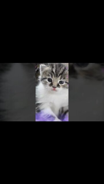 #cats #snack #catslover #catsofsnack #persiancats #zone #cats #shorts #youtubeshorts