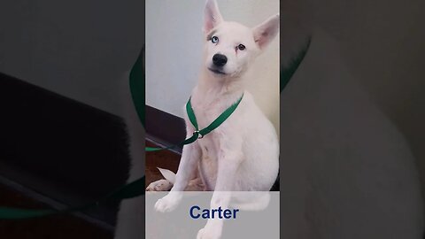 Paw Pals TV: Amber Greene features Carter, a ten week old Husky pup now ready for adoption.