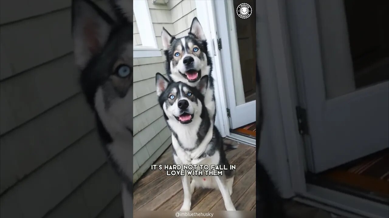 Siberian Husky 🐶 The Vocal and Playful Pup!