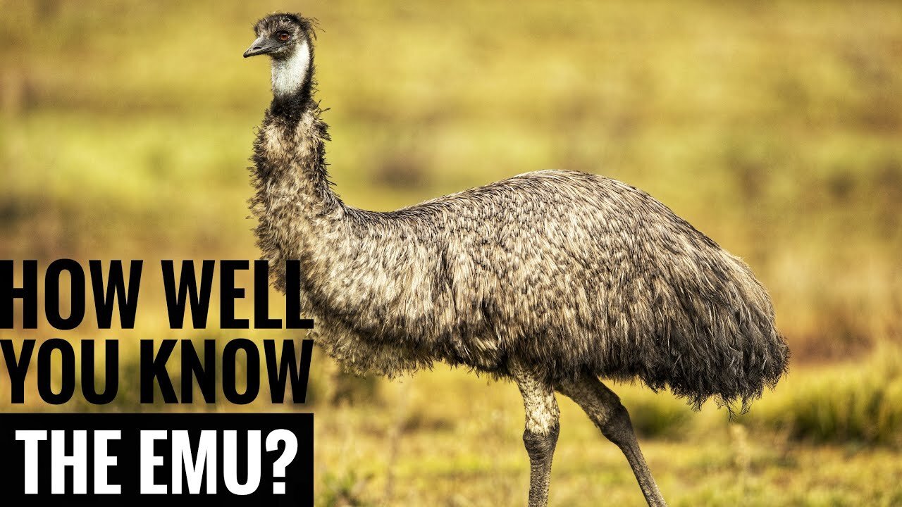 Emu || Description, Characteristics and Facts!