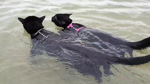 Adorable cats swimming together for the first time!