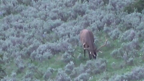 VELVET MANIA VIDEO 12 BULL ELK!