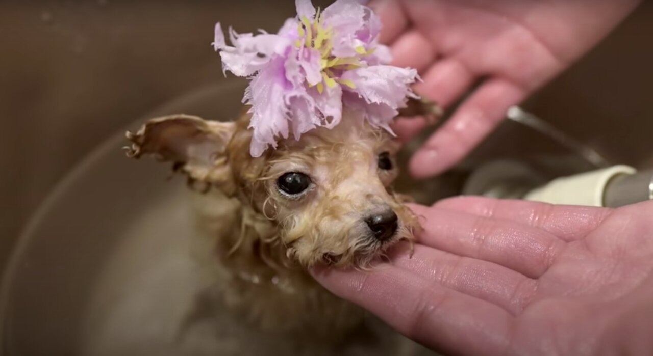 Tiny Toy Poodle grooming for the first time (3 months old)