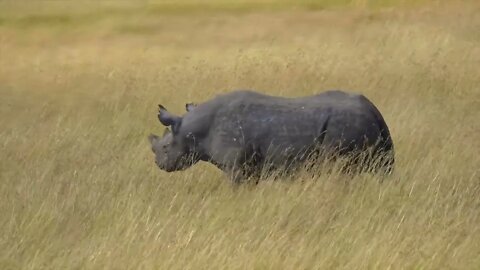 How long does a rhino live5