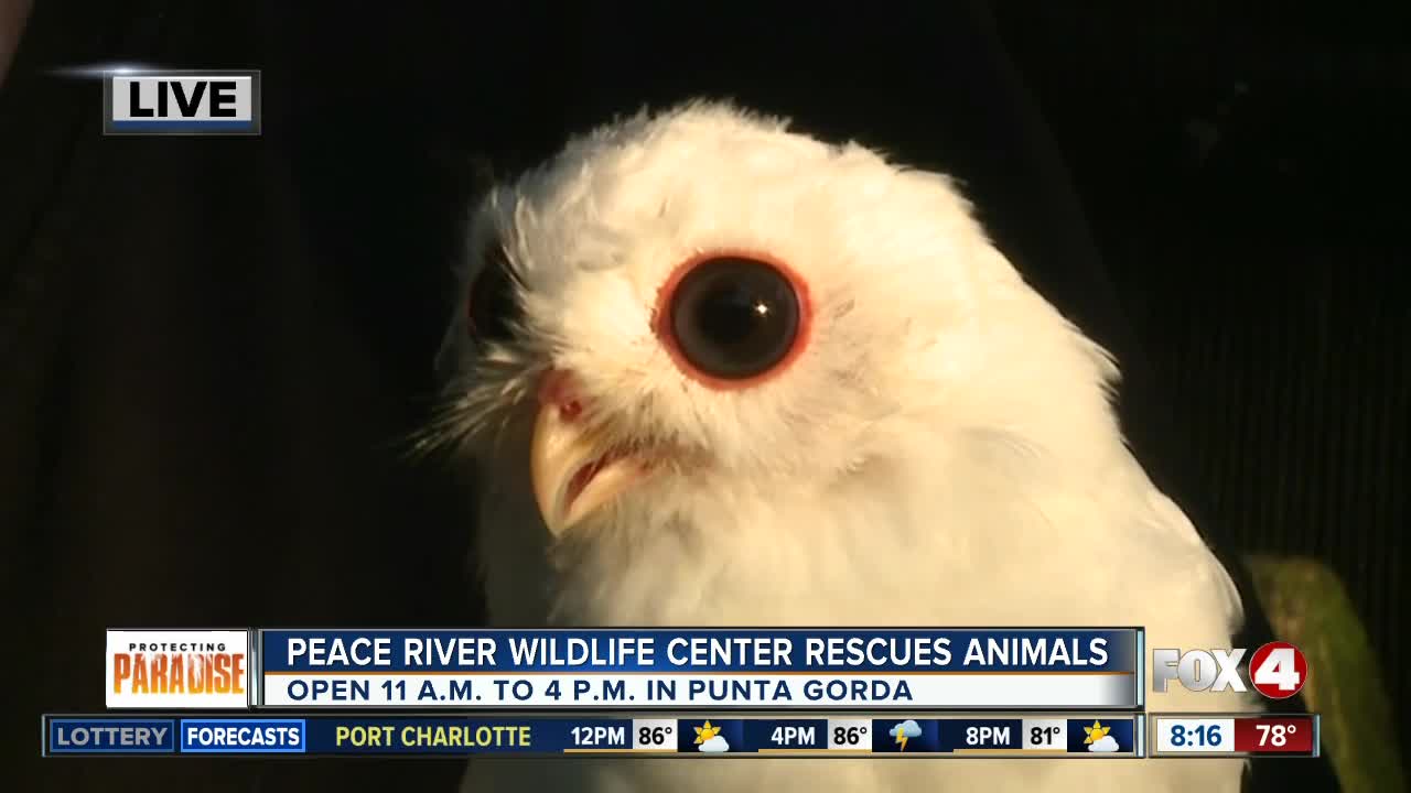 Peace River Wildlife Center rescues and rehabilitates thousands of animals every year