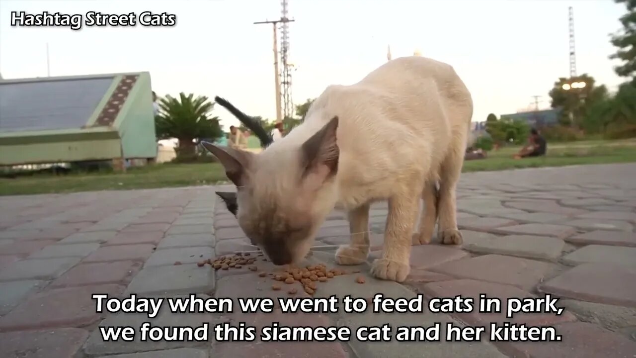 Abandoned kitten stops people to get attention but they're busy in their activities.
