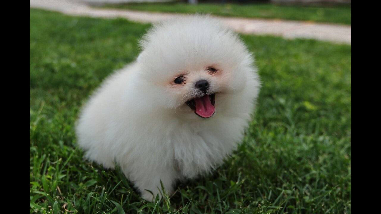 White Pomeranian. White Pomeranian Puppy