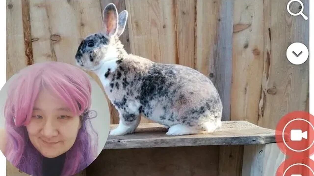 KELINCI MINI REX