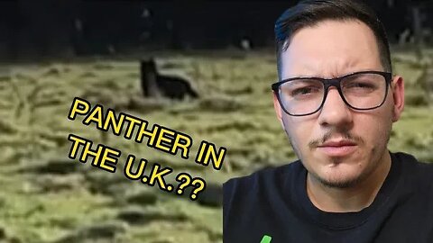 Big cat found in Uk??