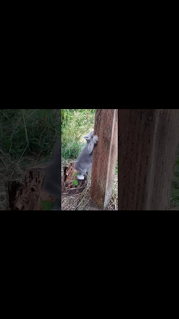 Long Live the King! Kitty Recreation of The Canyon Scene