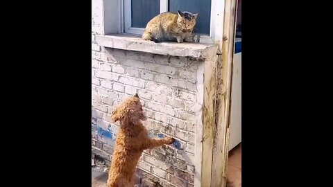 The cat slapped the dog a lot🤣 interesting video