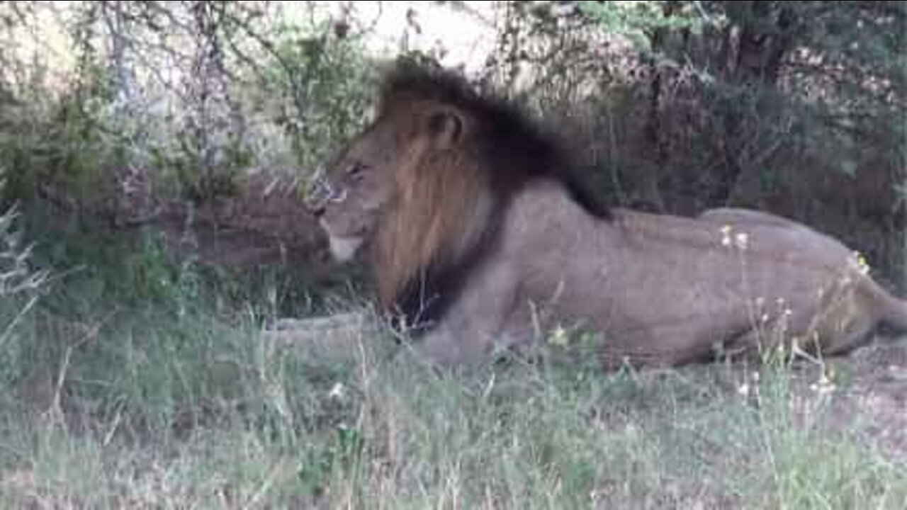 Lions can be friendly too!