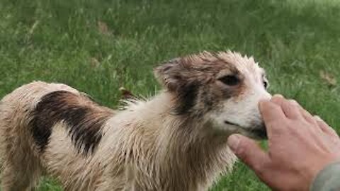 Shepherd sheep accompanied by a dog Raul