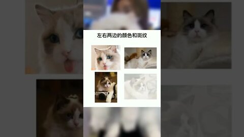 什么是猫咪的正八五粉通脖？#猫#喵星人#养猫#猫