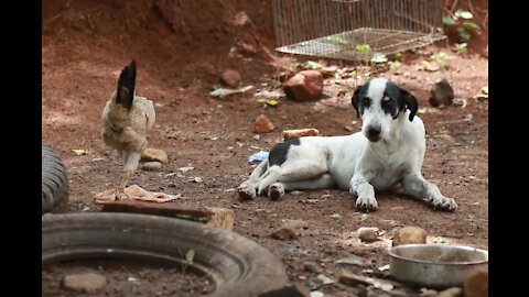 Chicken vs Dog - the Fight of the Decade