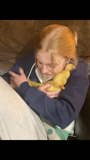 Attack of the baby ducks