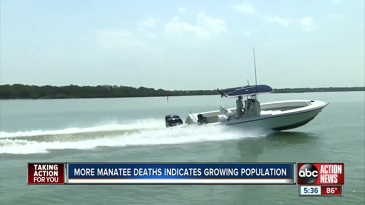 Florida on pace to have worst year ever for boat-related manatee deaths