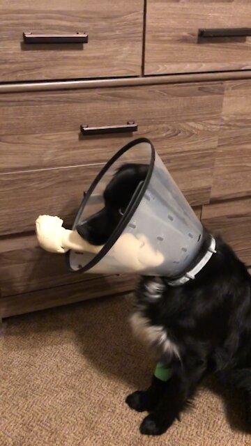 Zephyr got his bone.