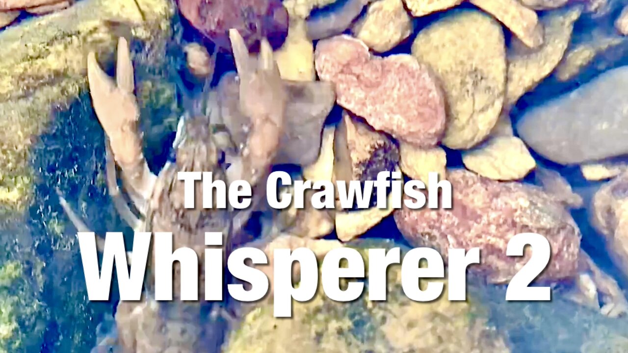 The Crawfish Whisperer 2