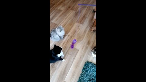 Cats playing including world's most beautiful cat