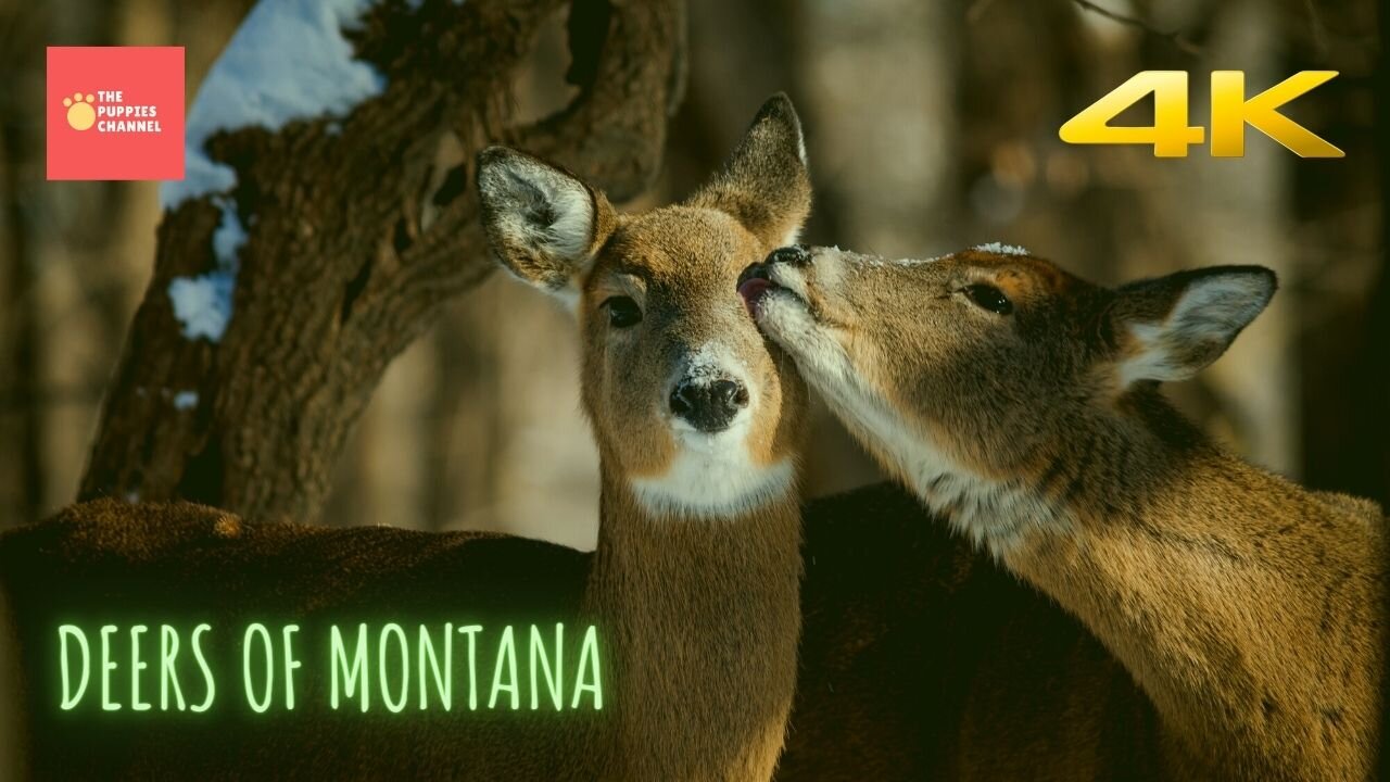 Deers in Montana with their puppy in a beautiful pinewood