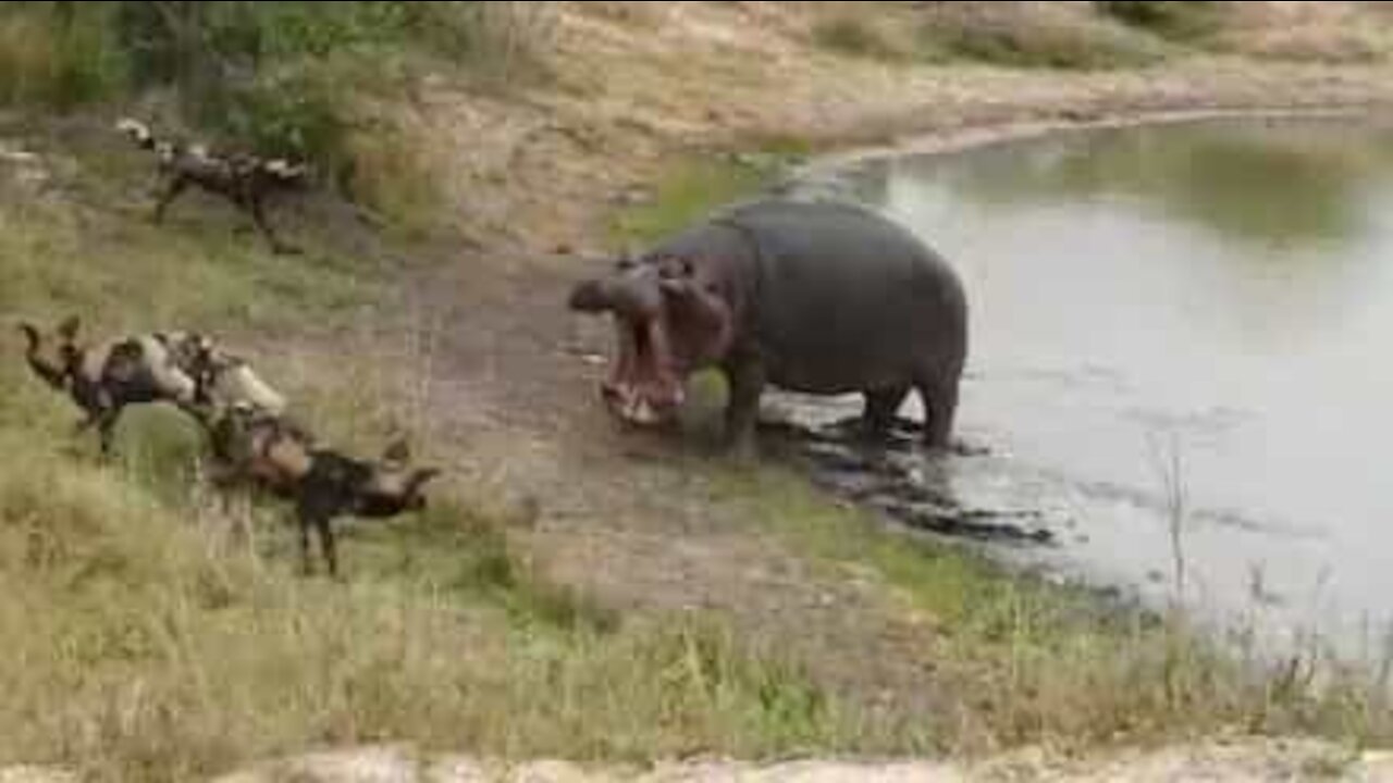 Ippopotamo visibilmente furioso attacca branco di 12 licaoni