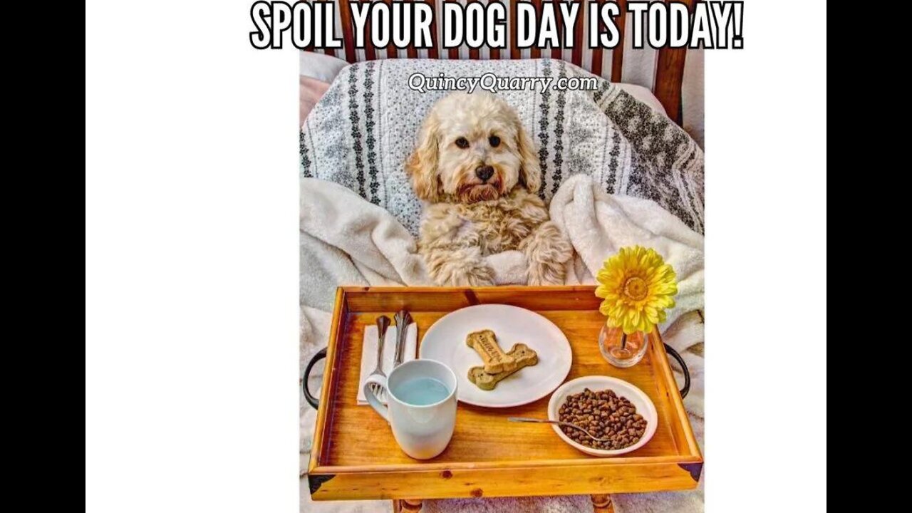 Spoil Your Dog Day Is Today!