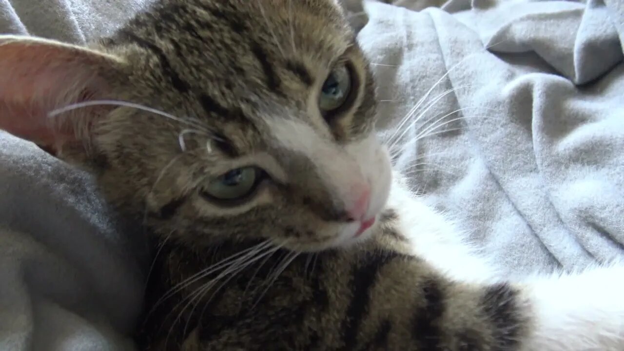 I Wake Up and Wash My Fur