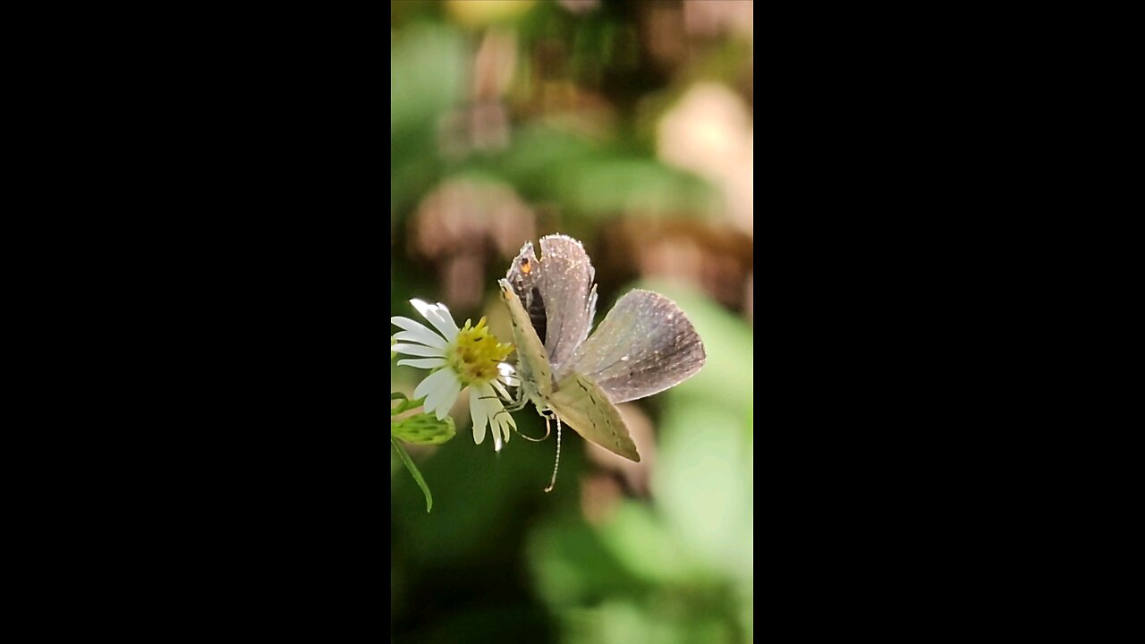 Blue Butterfly Twirl