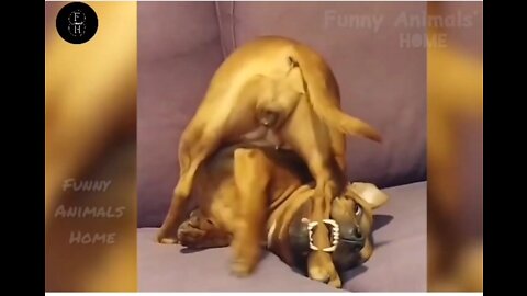 Dog Angry Movement | Cats Fighting With Other Animals | Can't Control To Laugh 😂 |