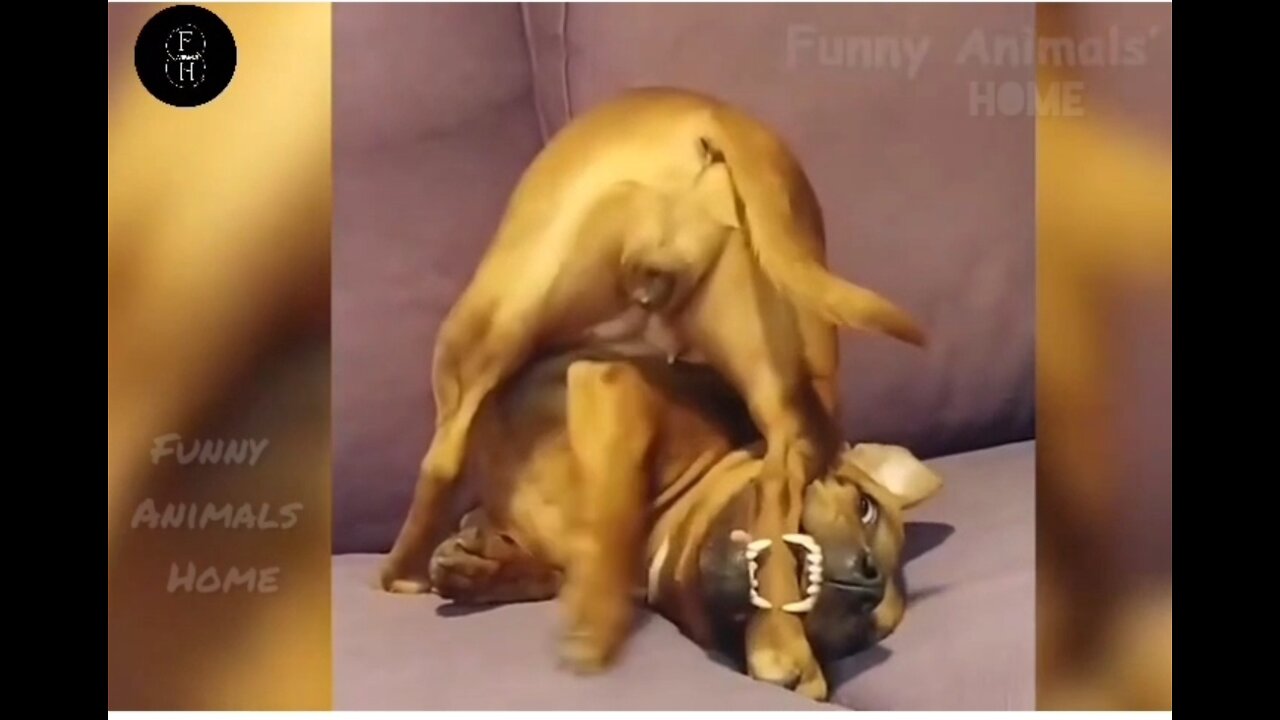 Dog Angry Movement | Cats Fighting With Other Animals | Can't Control To Laugh 😂 |