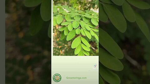 Discover the Power of Wellness with Texas Grown Moringa | The Grow Moringa Collective