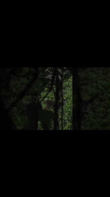Stop a deer in its tracks #shorts #deer #deerhunting